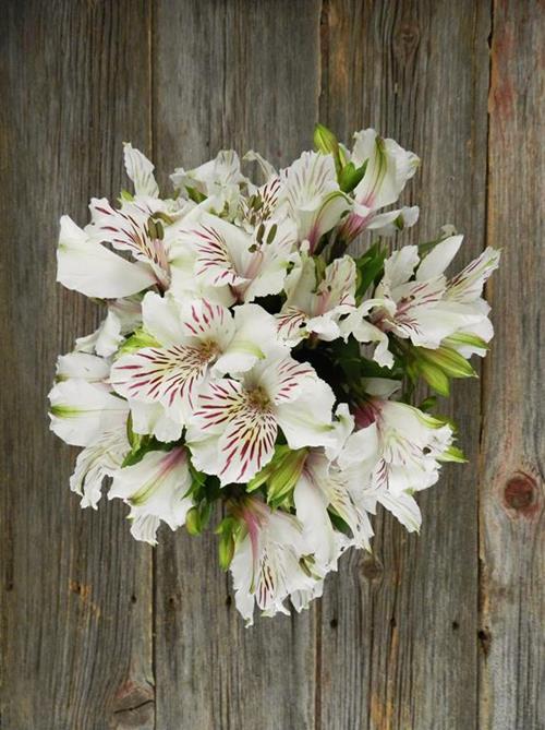 HIMALAYA WHITE ALSTROEMERIA